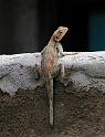 Scaling the wall